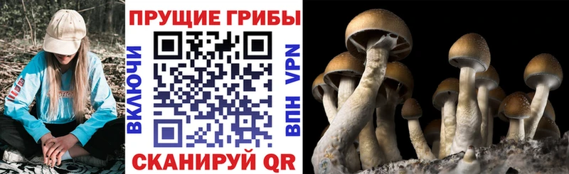 Псилоцибиновые грибы Cubensis Москва
